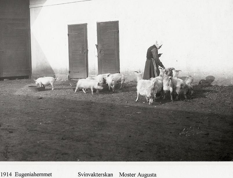 Svinvakterskan Moster Augusta 1914.