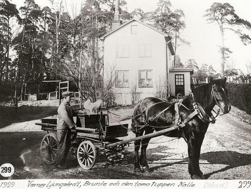 Hästen Brunte och tuppen Kalle 1929.